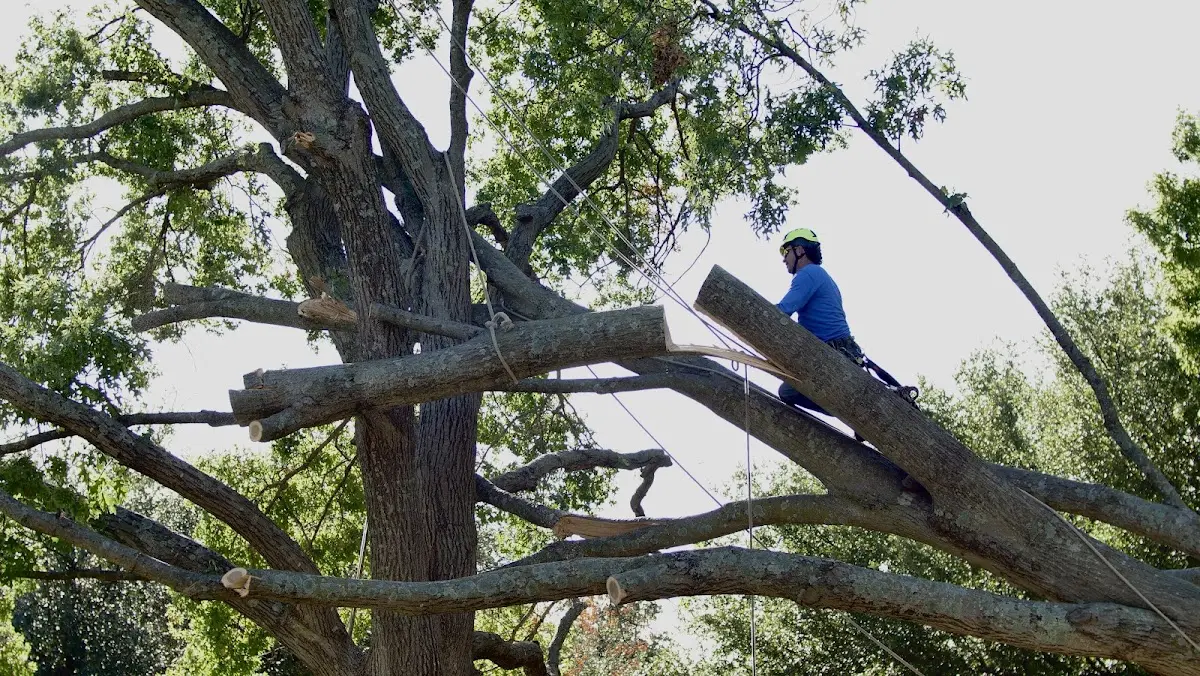 Professional Crown Thinning performed by certified arborists in Zebulon
